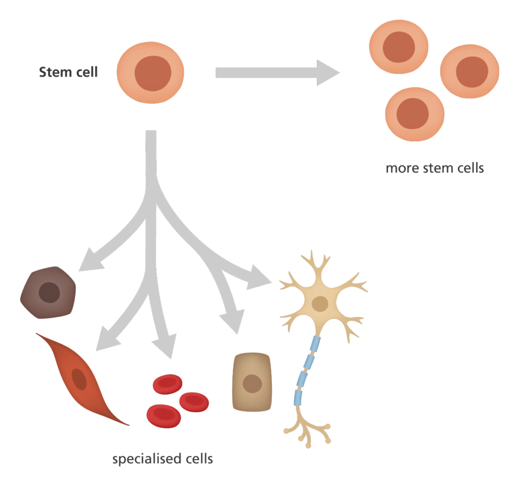 Stem Cell Types