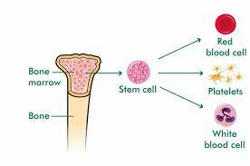 bone marrow produce stem cells. The stem cells are used treat various diseases.